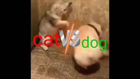 Cat verses dog