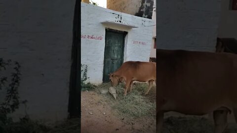 Cow eating grass short video, #shorts,#cow,#animal,#animallover,#coweatinggrass,#cowlover,#cowshorts