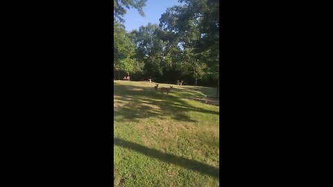 Our Backyard Deer Friends