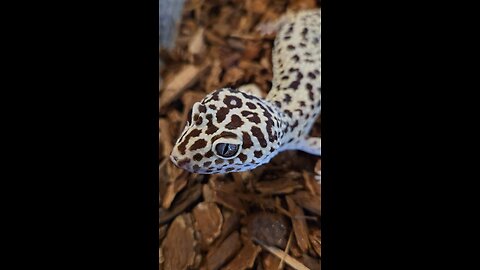 leopard gecko