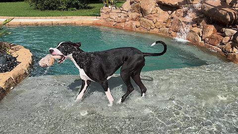 Joyful Great Dane's 4 Fabulous Minutes Of Water Fun Playtime