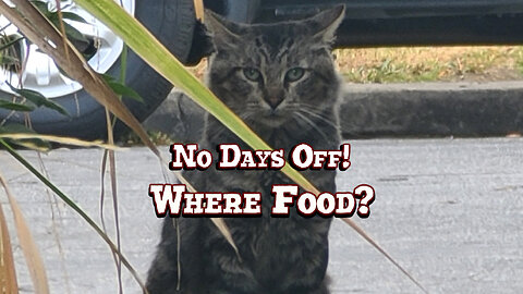 88th Day In a Row Feeding Momma Cat in Long Beach | Sunday's meal is Fancy Feast | 08-25-24