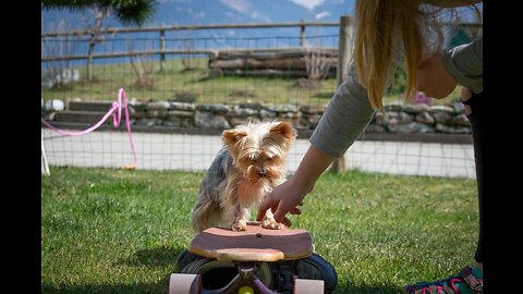 Brain Training for Dogs