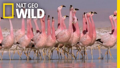 These Flamingos Have Sweet Dance Moves | Wild Argentina