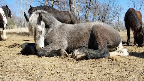 Napping horse gets rudely awakened