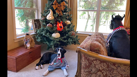 Funny Cat Chases Great Dane After Posing For Family Halloween Photo