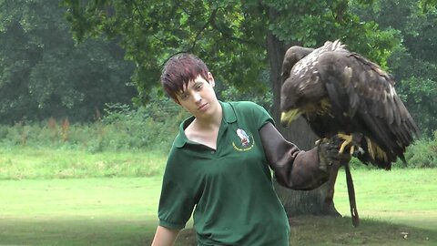 White-Tailed Eagle, Bird Of Prey Centre, Old Warden Bedfordshire