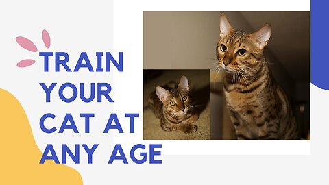 Train your cat at any age