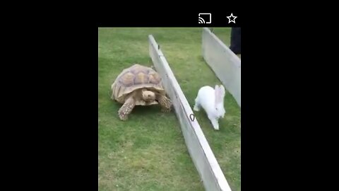 Rabbit vs.Tortoise Famous race + cat copies rabbit's hopping...