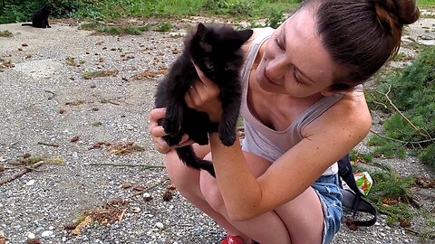 Hungry Stray Cats + Food Lady = Feral Feline Feast - Feeding Stray Cats