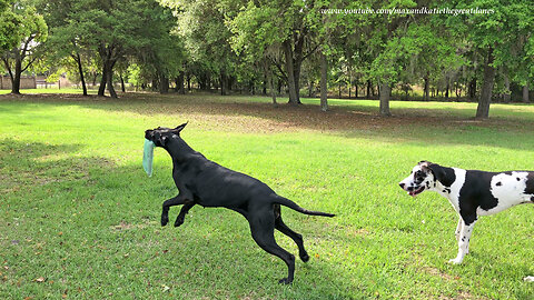 Great Danes argue over who gets to deliver newspaper