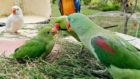 Talking Parrot Greeting Baby Parrot