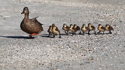 Mom Takes Ducklings for a Beach Walk