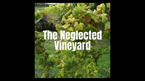 The Neglected Vineyard