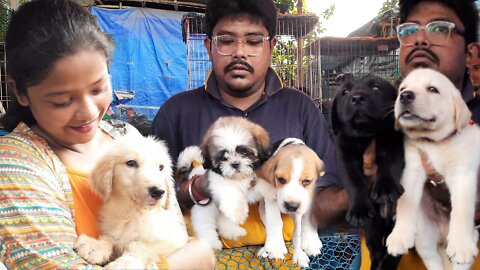 RECENT DOG AND PUPPY PRICE UPDATE AT GALLIF STREET DOG AND PUPPY MARKET KOLKATA 11.09.2022