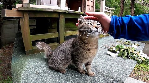 I nadenade a stray cat I met at a fishing port shrine.