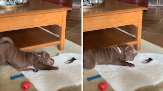 Shar Pei Puppy's First Encounter With A Turkey Feather