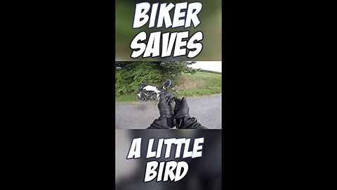 biker saves a little birdie...