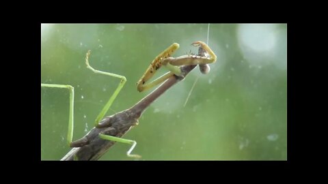 Praying Mantis up close. Look right into it's Alien eyes!