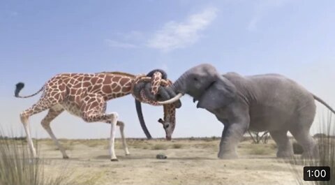 Elephant vs giraffe water fight