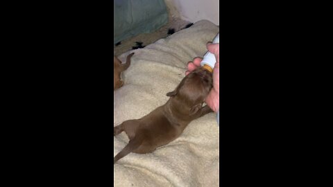 Bottle feeding 1/2Lb Dogue de Bordeaux