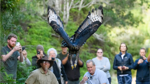 Watch: Rescue, rehabilitation and release of African Crowned Eagle (1)