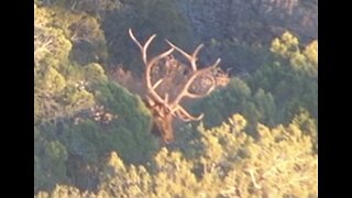 2021 AZ bull elk, how big?