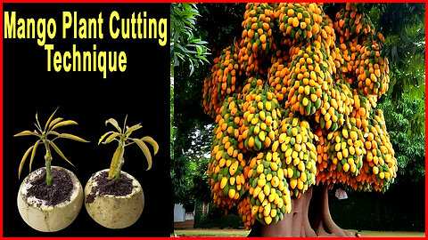 Mango Plant Cutting | Easy & Unique | 100% Success