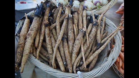 Burdock Root (Arctium lappa)