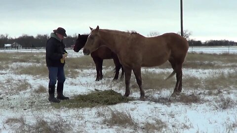 Jan 2020 Texas Snow - Feeding The Horses After A Cold Night