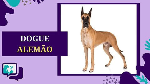 DOGUE ALEMÃO: TUDO SOBRE A RAÇA