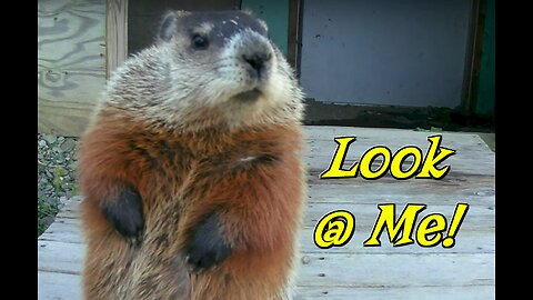 Woodchuck Strikes a Pose!