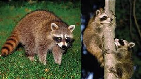 Guy Becomes BFFs with Raccoon and Her Baby | The Dodo Wild Heart