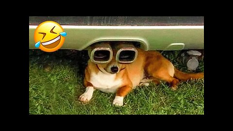 Funniest Dogs And Cats Videos 😅 - Best Funny Animal Videos 2022 😜 #6