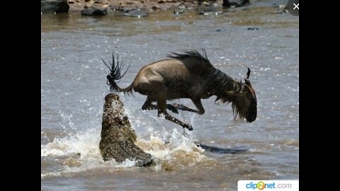 Crocodile vs Antelope