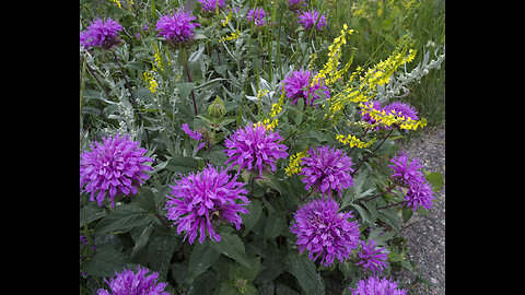 Sweet Leaf - Magical Monarda!