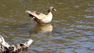 CatTV: Duck Chilling in Water