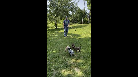 Future decoy dog chasing a coyote tail