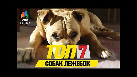 📹 Tоп 7 собачек лежебок |Top 7 dogs lazy