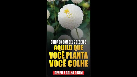 Cuidado com seus desejos: você colhe o que planta