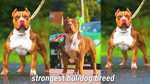 Strongest bulldog breeds.