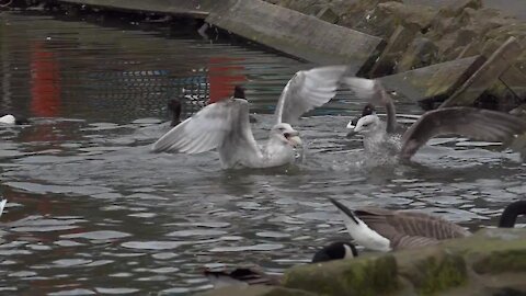 Birds in Slow Motion Panasonic Fz 2000