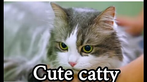 Cute caty