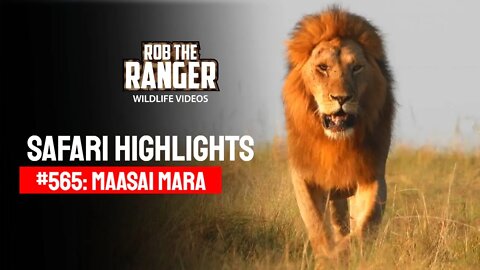 Safari Highlights #565: 12 & 13 October 2020 | Maasai Mara/Zebra Plains | Latest Wildlife Sightings