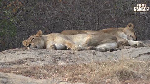 LIONS: Following The Pride, 80: The Girls Return Home (Introduced By Super Teachers Unite)