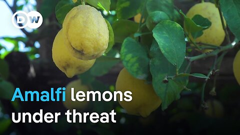 Can the Amalfi Coast's famous lemons be saved? | Focus on Europe