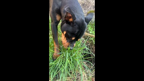 Rottweiler found his favourite bush 😂