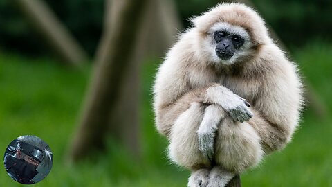 Cute Gibbons Playing & Climbing