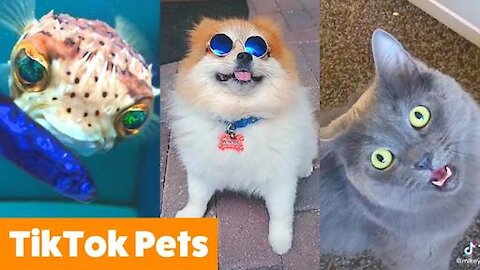 🤣 Funniest 🐶 Dogs and 😻 Cats - Awesome Funny Pet Animals Videos 😇