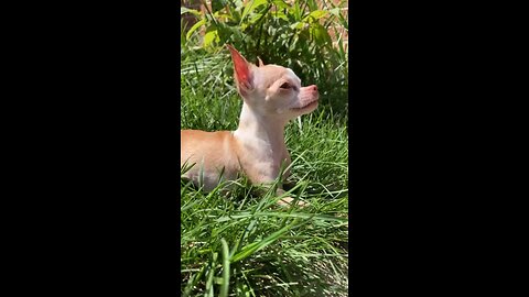 Chihuahua in the wild